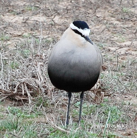 Sociable Lapwing/Plover Vanellus gregarius